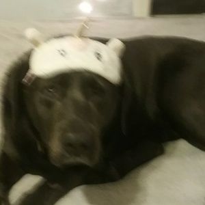 Meet your Posher, Heidi